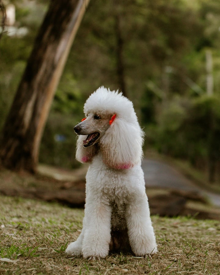 A white poodle sitting on the grass in a leafy park.